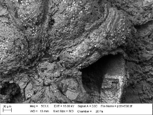 Ascodictyon floreate Ulrich & Bassler, 1903 - PI D 9809 - Ascodictyon floreate