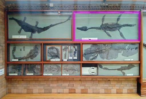Attenborosaurus conybeari (Sollas, 1881) - Location in Fossil Way: NHMUK PV OR 38525