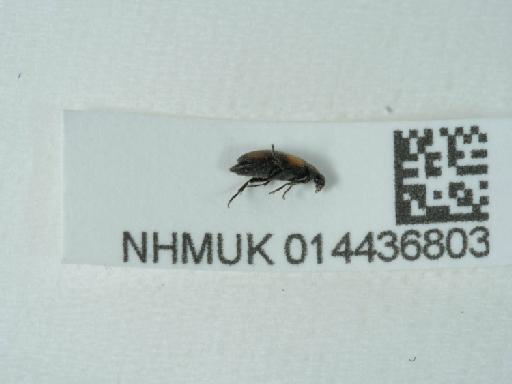 Anaspis (Anaspis) fasciata (Forster, J.R., 1771) - 014436803_2
