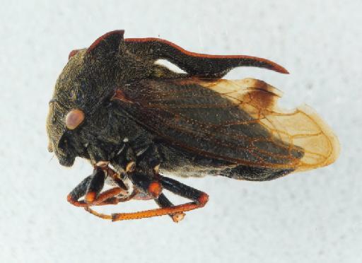 Centrotus cornutus (Linnaeus, 1758) - 014111558_lateral_processed