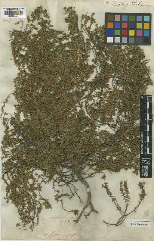 Pimelea prostrata Willd. - BM000829811