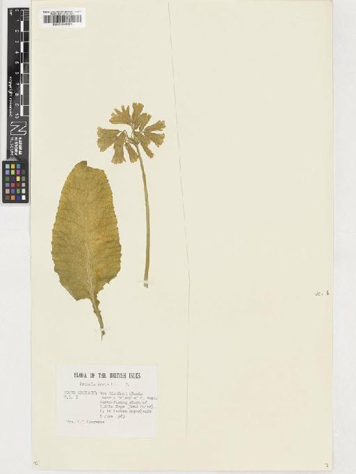 Primula veris L. - BM001036534