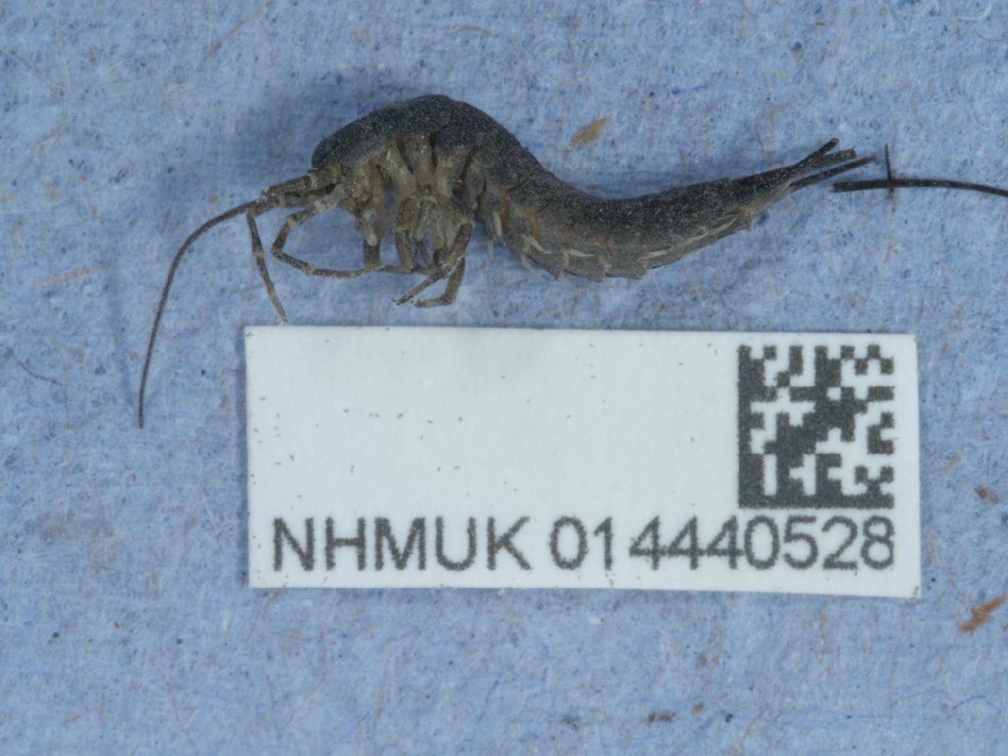 To NHMUK collection (Petrobius brevistylis Carpenter, 1913; NHMUK:ecatalogue:9528543)