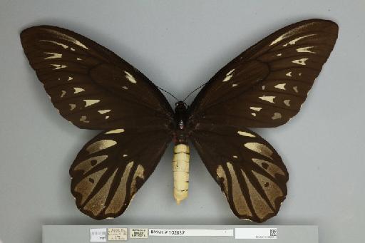 Ornithoptera alexandrae Rothschild, 1907 - 013602448__