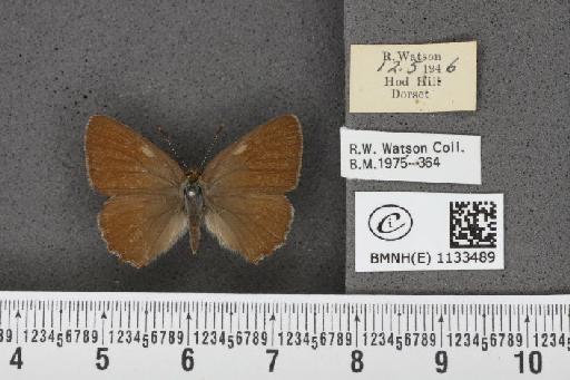 Callophrys rubi rubi (Linnaeus, 1758) - BMNHE_1133489_97557