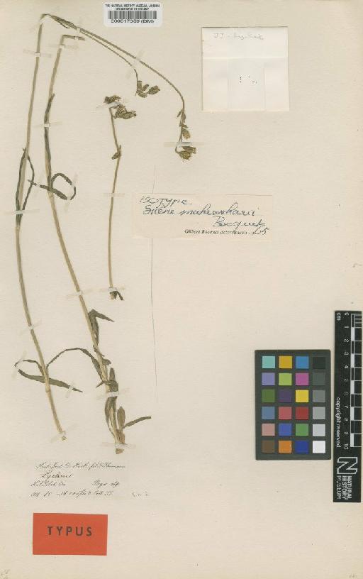 Silene maheswharii Bocquet - BM000017369