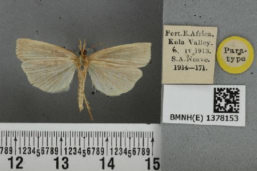 Calamotropha mesostrigalis (Hampson, 1919) - BMNH(E) 1378153 Chilo mesostrigalis Hampson PT ventral & labels