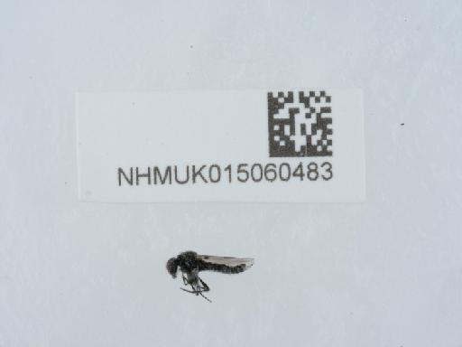 Dilophus febrilis (Linnaeus, 1758) - 015060483_1