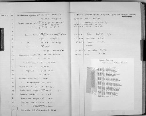 Batapora murrayi Cook - Zoology Accessions Register: Bryozoa: 1971 - 1986: page 78