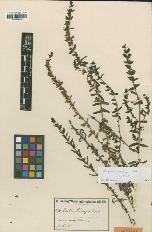 Bartsia fiebrigii Diels - BM000953418