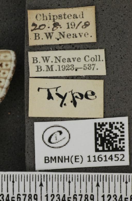 Lysandra coridon (Poda, 1761) - BMNHE_1161452_label_117094