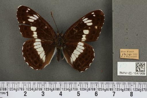 Limenitis camilla (Linnaeus, 1764) - BMNHE_1047969_42956