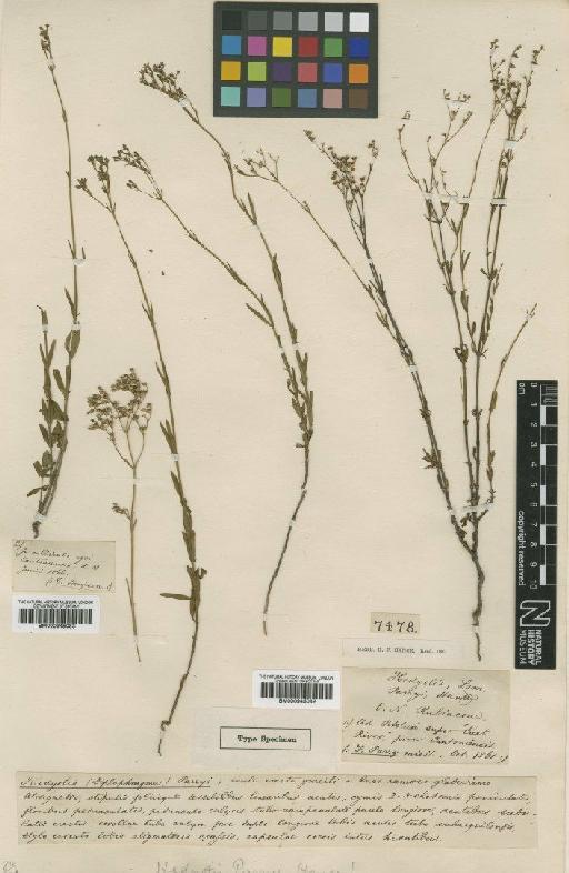 Hedyotis parryi Hance - BM000945082