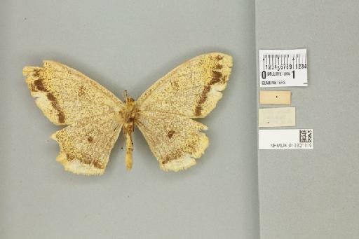 Biston insularis insularis (Warren, 1894) - 013321119_additional