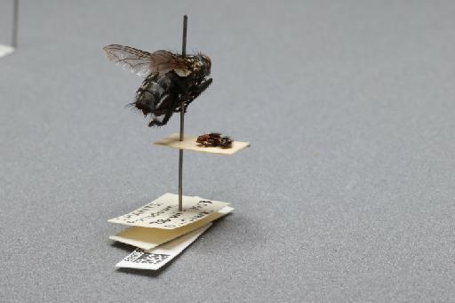 Sarcophaga (Rosellea) aratrix Pandelle, 1896 - 015092869_additional_1