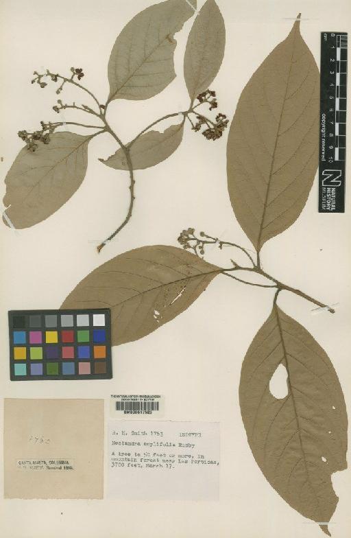 Pleurothyrium amplifolium (Rusby) Rohwer - BM000617583