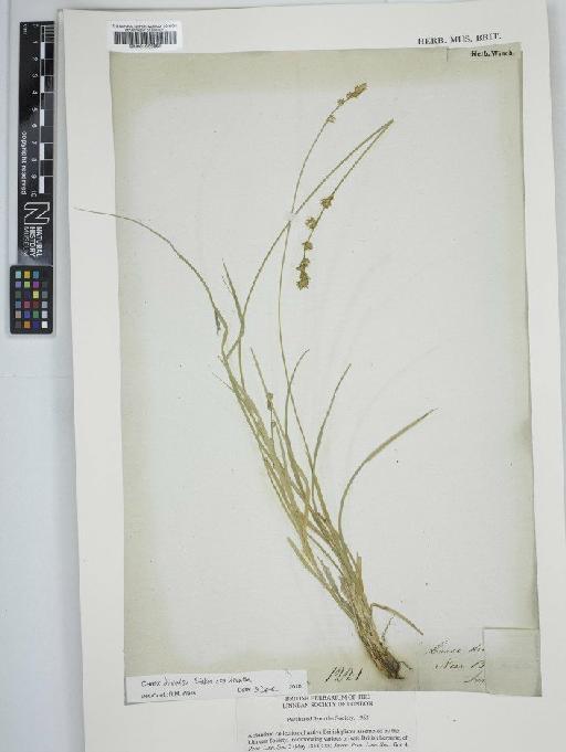 Carex divulsa subsp. divulsa Stokes - BM001003881C