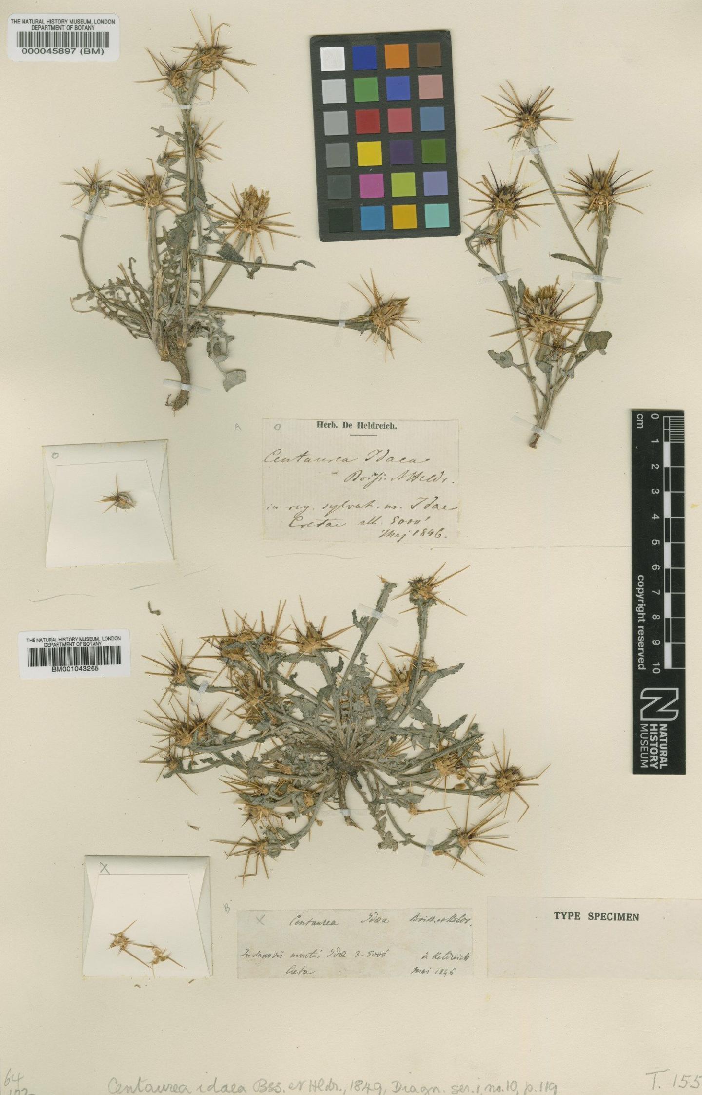 To NHMUK collection (Centaurea idaea Boiss. & Heldr.; Type; NHMUK:ecatalogue:1989108)