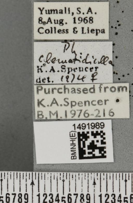 Phytomyza clematidicolla Spencer, 1963 - BMNHE_1491989_label_53689