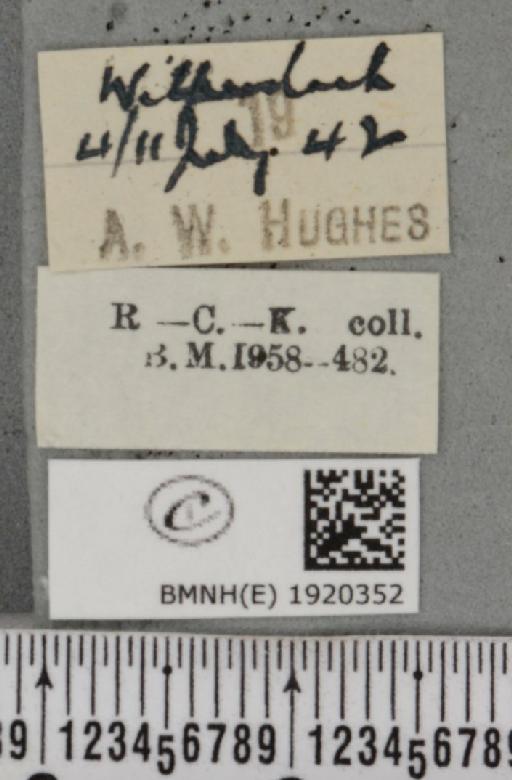 Ematurga atomaria (Linnaeus, 1758) - BMNHE_1920352_label_486226