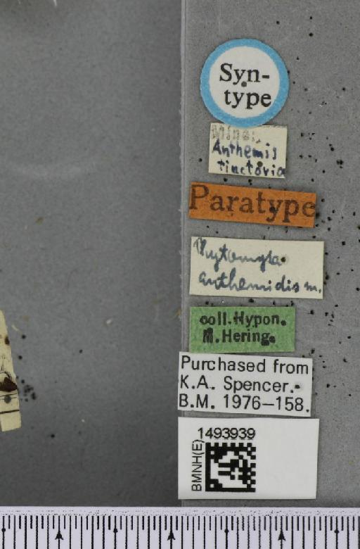 Phytomyza anthemidis Hering, 1928 - BMNHE_1493939_a_label_61219