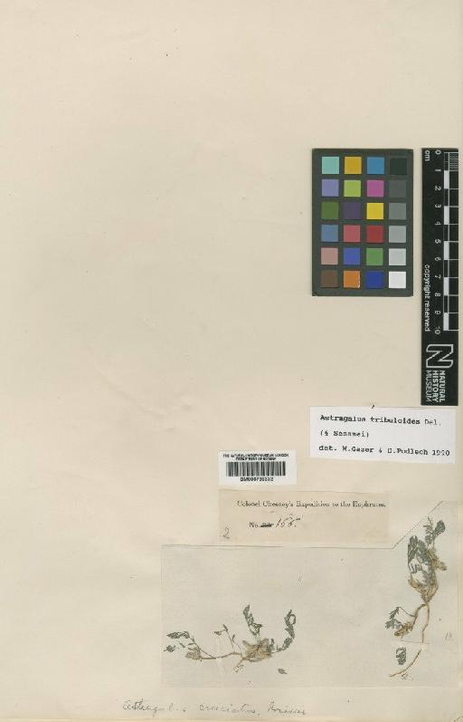 Astragalus tribuloides Delile - BM000793332