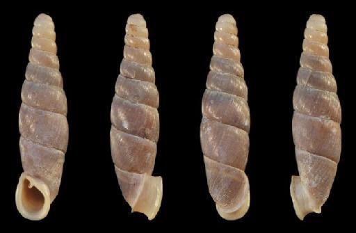 Miraphaedusa gregoi subterclass Tectipleura Hunyadi & Szekeres, 2016 - 20150089, HOLOTYPE, Miraphaedusa gregoi Hunyadi & Szekeres