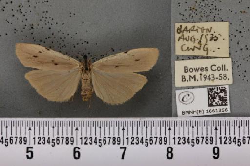 Pelosia muscerda (Hufnagel, 1766) - BMNHE_1661356_284957