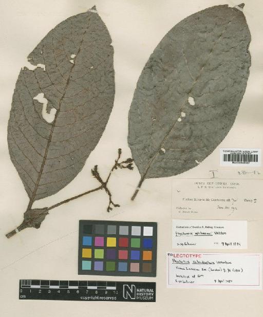 Psychotria wichmannii Valeton - BM000945467