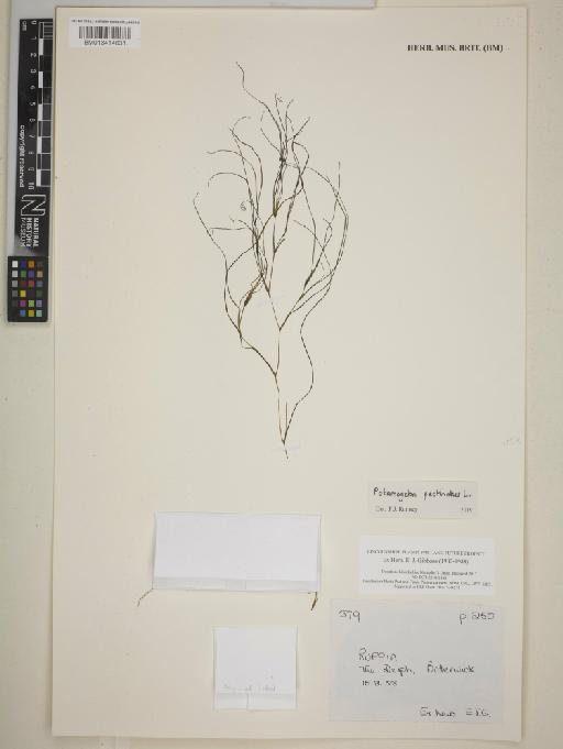 Potamogeton pectinatus L. - BM013414631