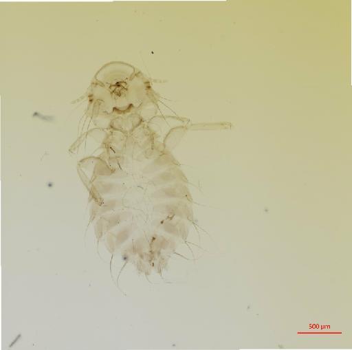 Chelopistes setosus gujanensis Carriker, 1945 - 010673347__2017_07_31-Scene-1-ScanRegion0