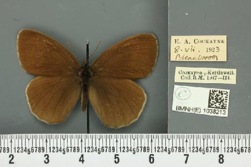 Aphantopus hyperantus ab. hyperantella Strand, 1919 - BMNHE_1038213_28343