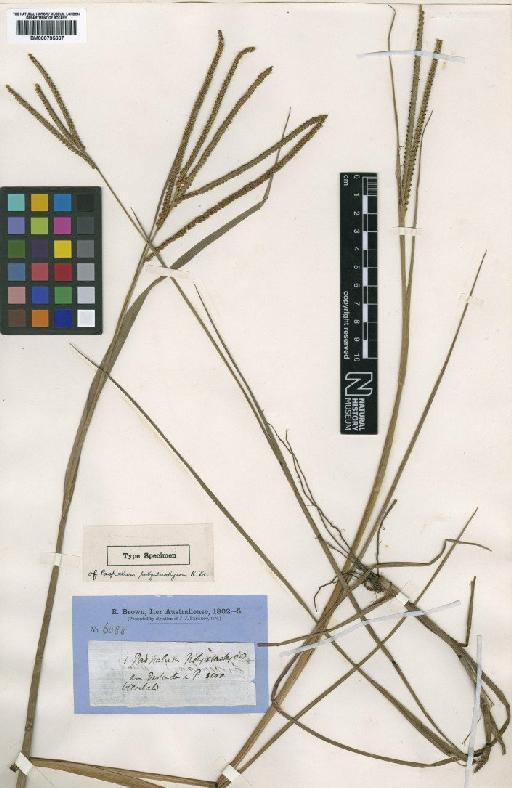 Paspalum polystachyum R.Br. - BM000795667