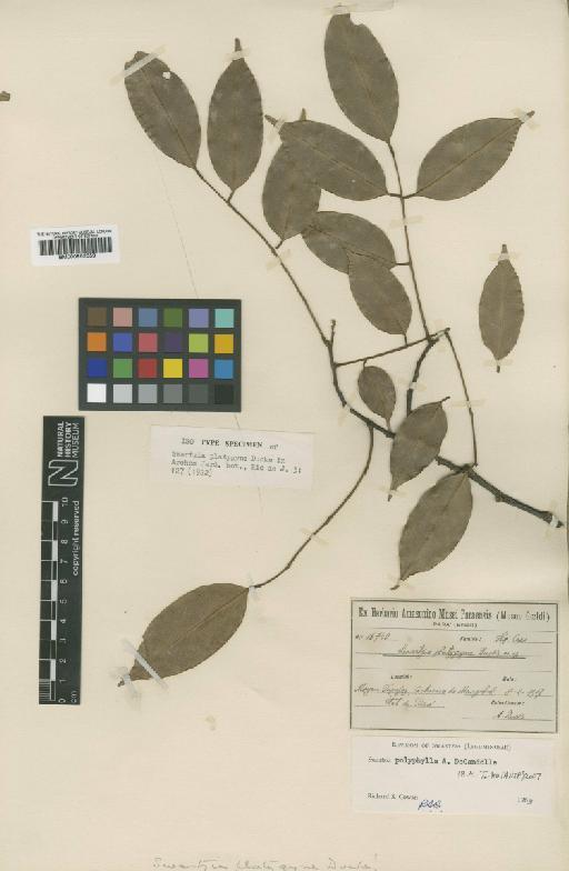 Swartzia polyphylla DC. - BM000952059