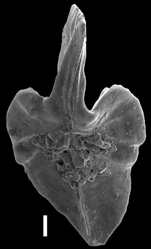 Ancyrodella rotundiloba (Bryant, 1931) - Ancyrodella_cgmh_0849