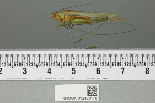 Conocephalus longipennis (de Haan, 1842) - 012498178_reverse