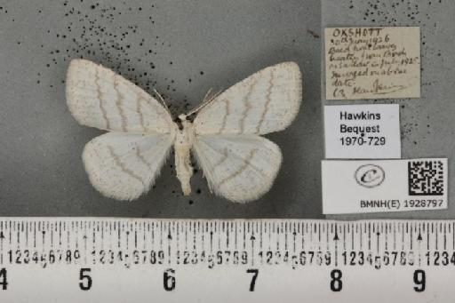 Cabera pusaria (Linnaeus, 1758) - BMNHE_1928797_494761