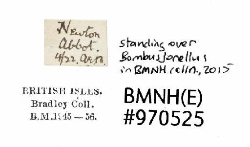 Bombus (Pyrobombus) jonellus (Kirby, 1802) - Bombus jonellus BMNH(E)970525_label