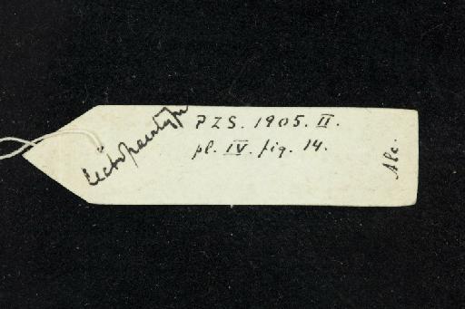 Rhinolophus tragatus Hodgson, 1835 - 1843_1_12_136-Rhinolophus_tragatus-Paralectotype-Skull-label_reverse