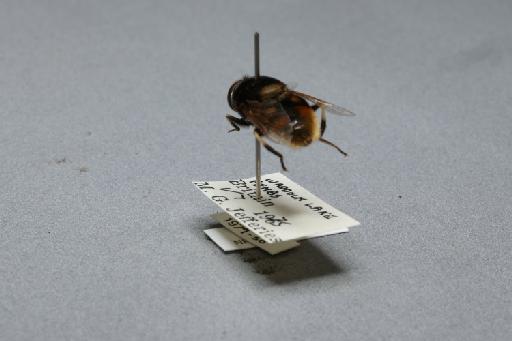 Eristalis (Eoseristalis) intricarius (Linnaeus, 1758) - 012536013_additional_2