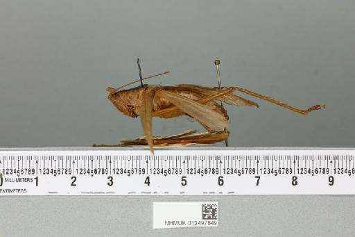 Pseudosubria decipiens Karny, 1926 - 012497849_reverse(1)