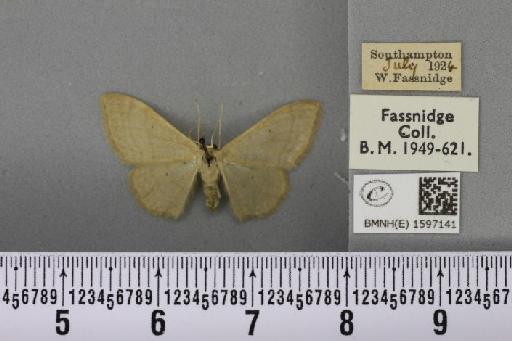 Idaea straminata (Borkhausen, 1794) - BMNHE_1597141_298916