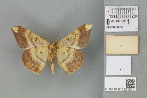 Luxiaria amasa amasa (Butler, 1878) - 013321532_additional