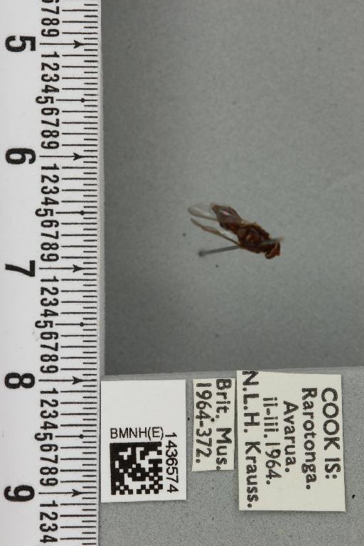 Bactrocera (Bactrocera) melanota (Coquillett, 1909) - BMNHE_1436574_30674