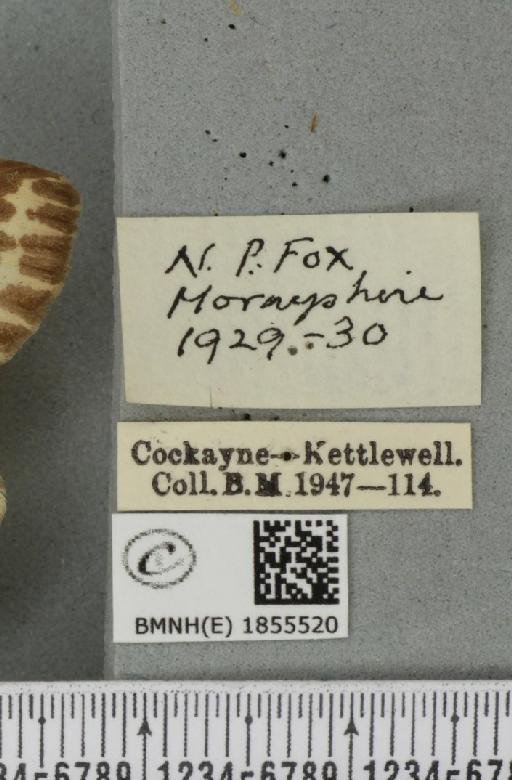 Abraxas grossulariata ab. semiviolacea Raynor, 1903 - BMNHE_1855520_label_416197