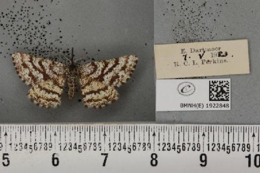 Ematurga atomaria (Linnaeus, 1758) - BMNHE_1922848_487433