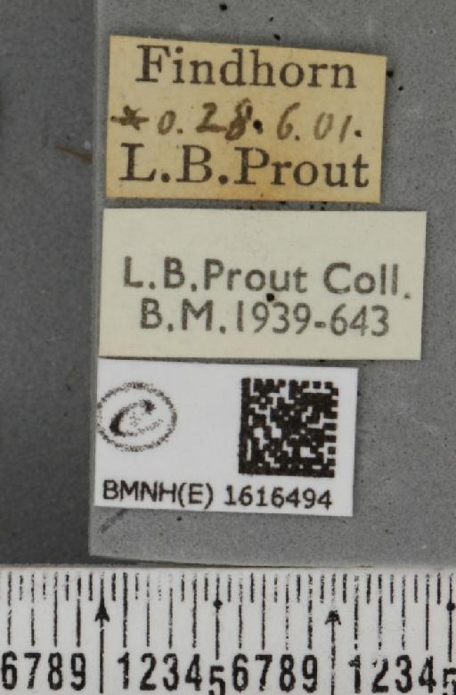 Epirrhoe galiata ab. brunneata Kitt, 1925 - BMNHE_1616494_label_316905