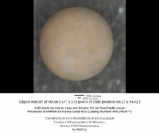 Orbulina universa Orbigny, 1839 - ZF6571-Orbulina-universa_obj00001_plane000.jpg