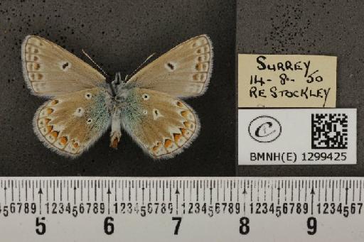 Polyommatus icarus icarus ab. obsoleta Gillmer, 1908 - BMNHE_1299425_150317