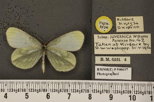 Leptidea sinapis juvernica Williams, 1946 - BMNHE_500697_73914